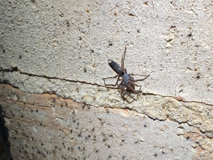 A white tail spider on concrete wall with babies