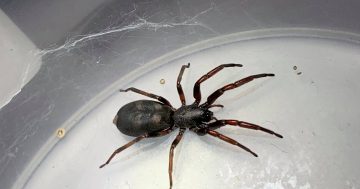 There are white-tailed spiders in Canberra, but are they as dangerous as people think?