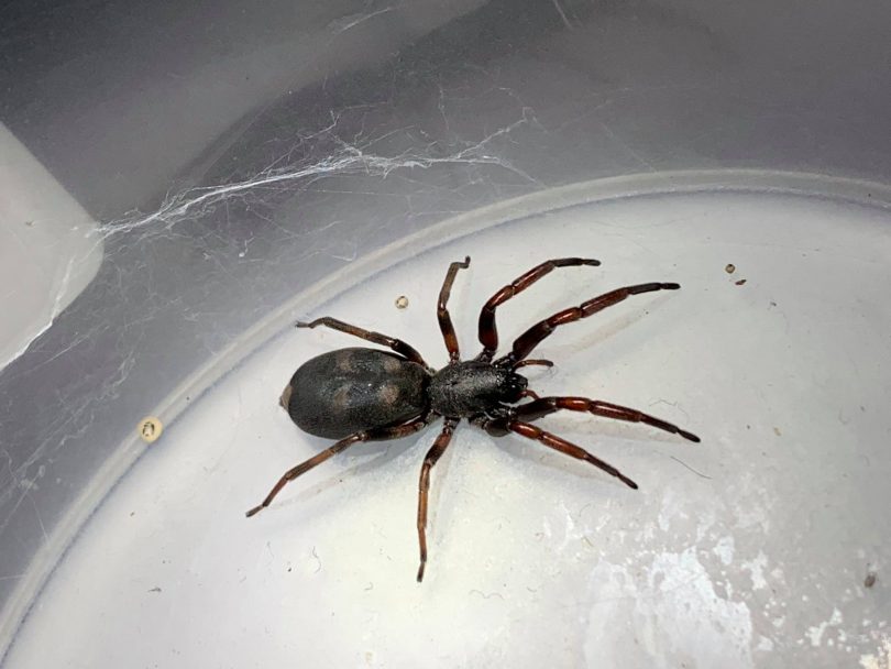 A white tail spider in a container