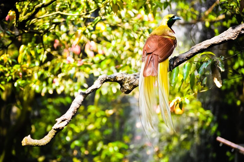 A yellow and brown bird with long feathers sitting on a branch surrounded by green leaves