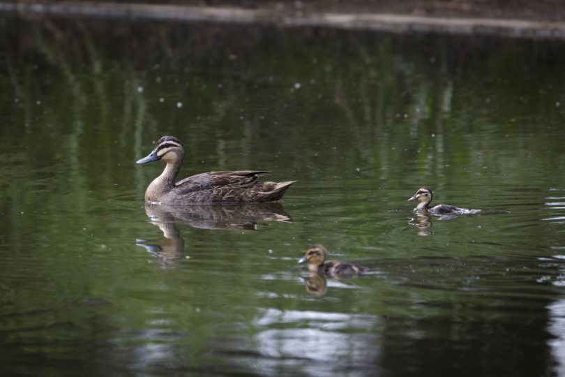 Ducks in water