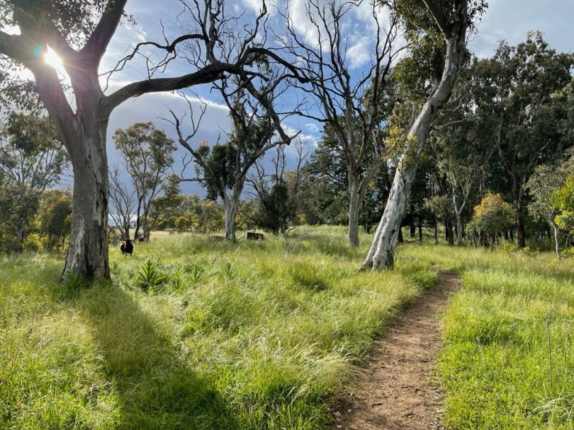 Walking trail with cows in the distance