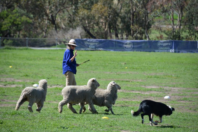 Woman with dog and sheep