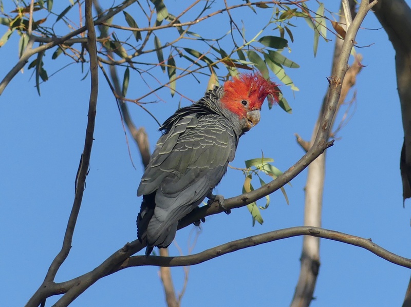 Gang-gang Cockatoo