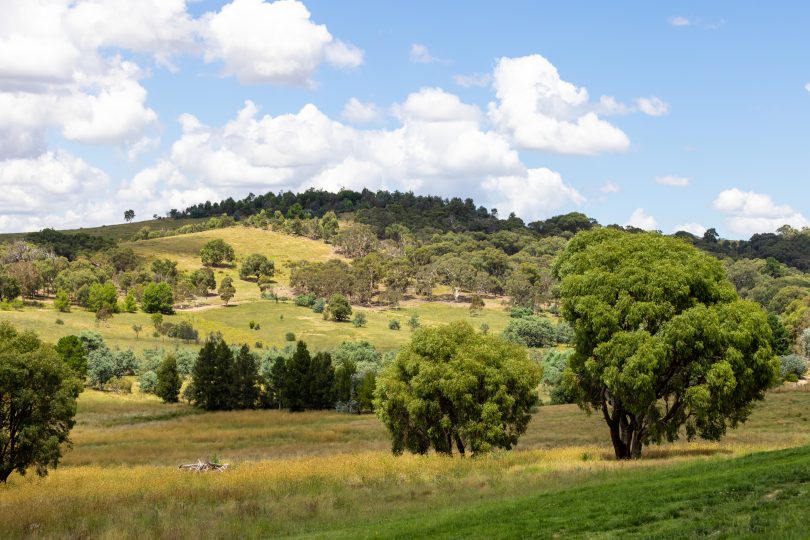 outlook of trees and hills in Murrumbateman