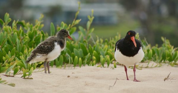 Story of survival being played out on South Coast beaches