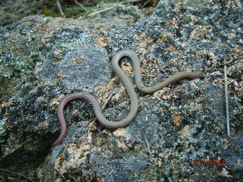Pink Tailed Worm Lizard
