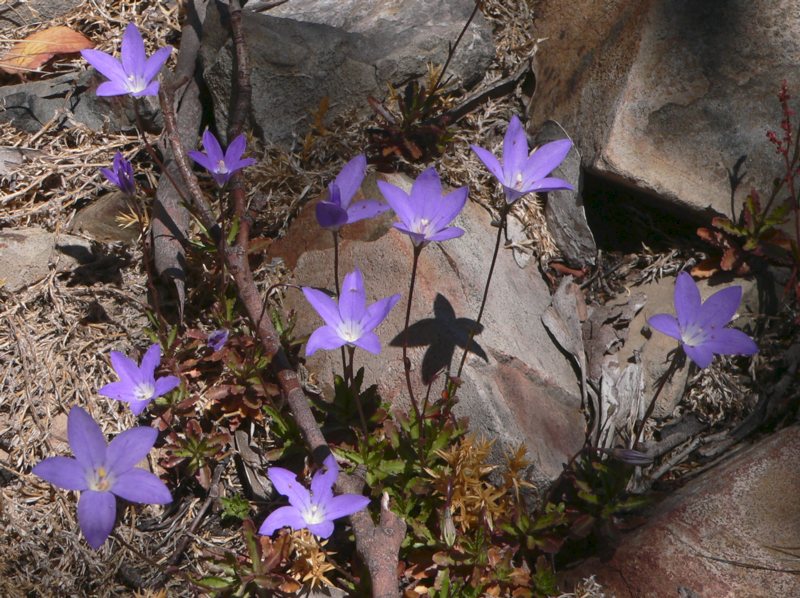 Royal bluebell flowers