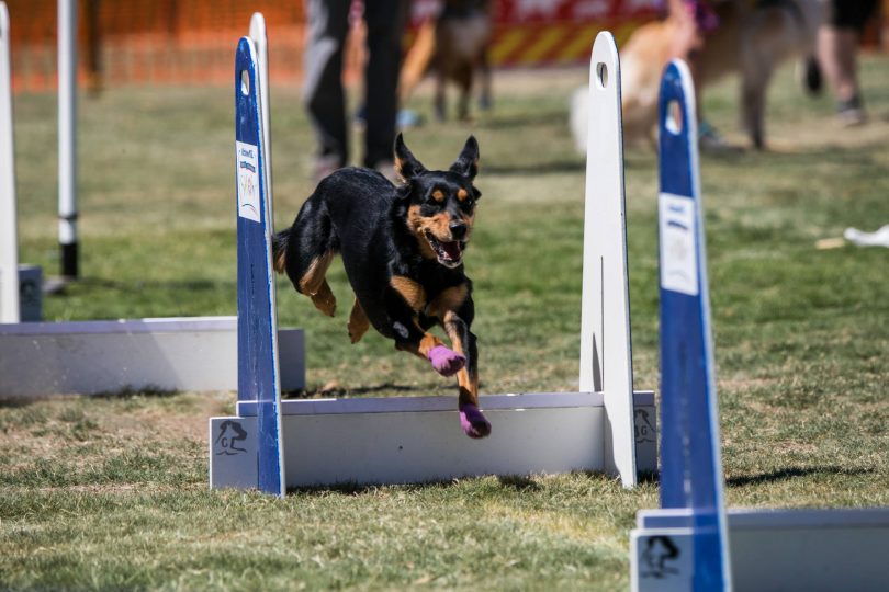 Kelpie jumping