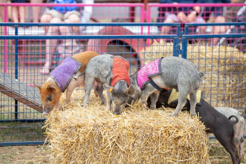 Royal Canberra Show