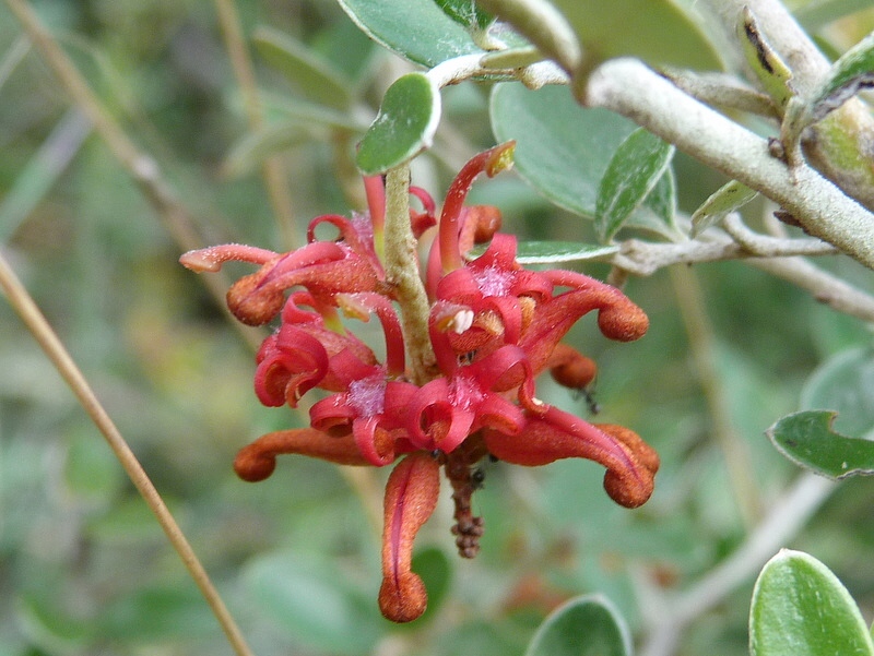 Small Royal Grevillea