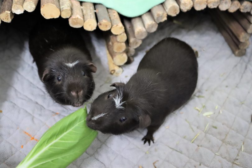 Snuggles and Stripes the guinea pigs