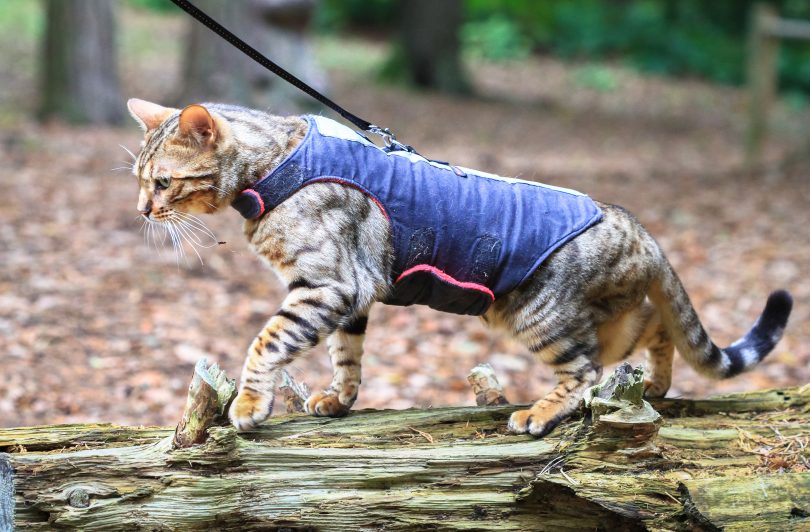 Cat on a leash