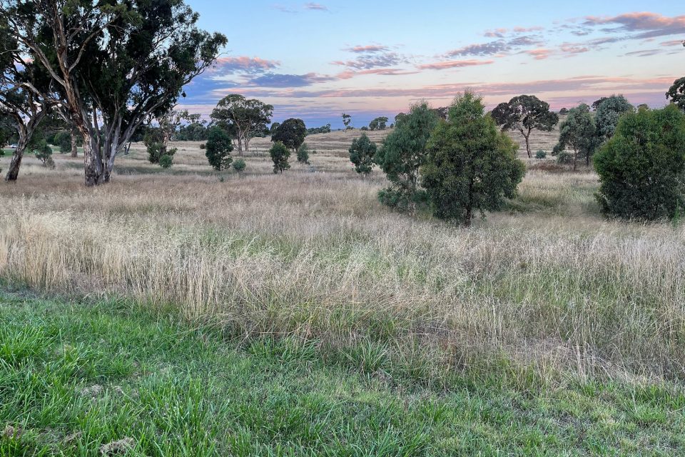 Crace long grass overgrowing reserve ladders