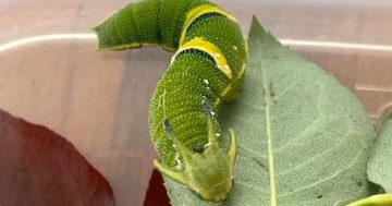 Binalong caterpillar's journey now a global phenomenon