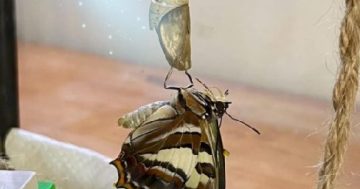 Caterpillar who captured world's attention now an Emperor