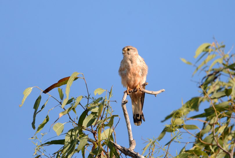 Nankeen Kestrel sitting on top of a tree