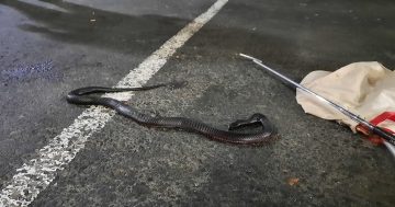 Red-bellied snake's Belconnen shopping trip ends in tragedy