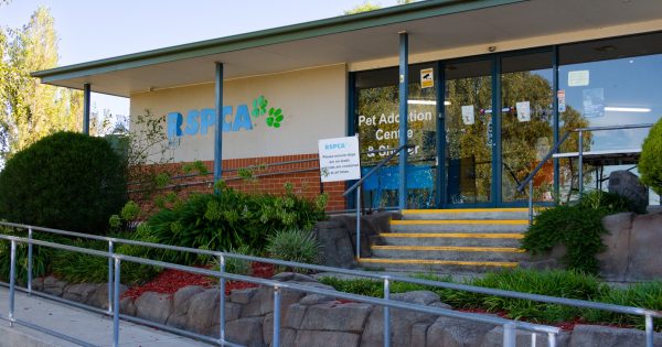 ACT faces animal crisis: RSPCA says parvovirus incident shows the move to a new site is urgent