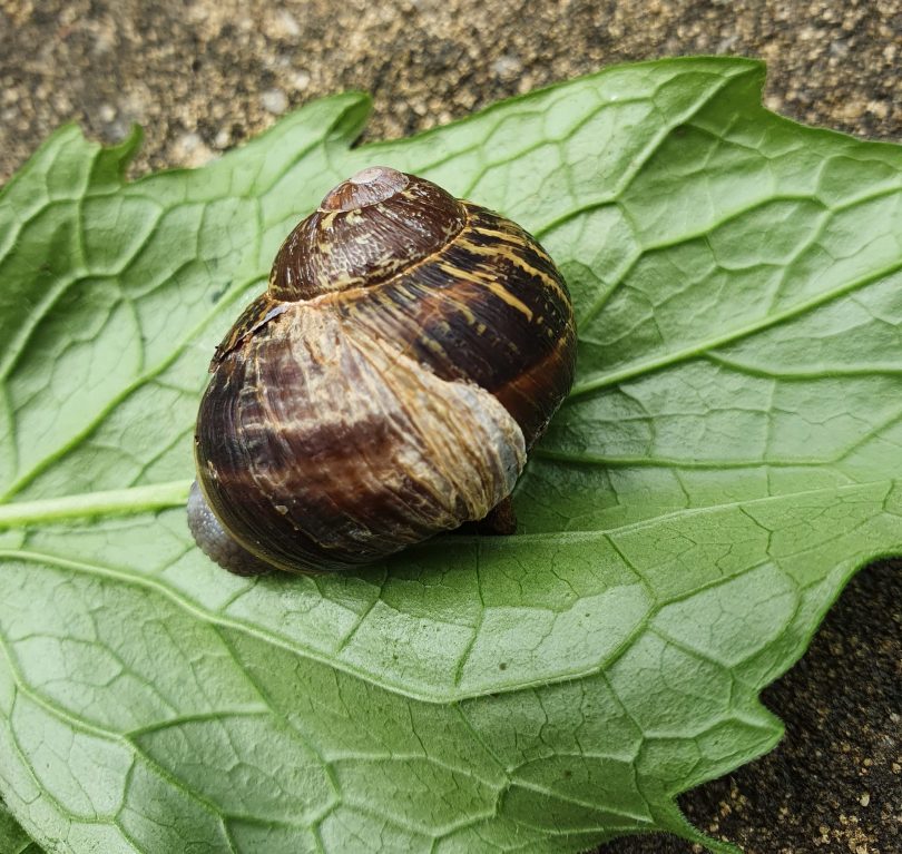 snail on leaf