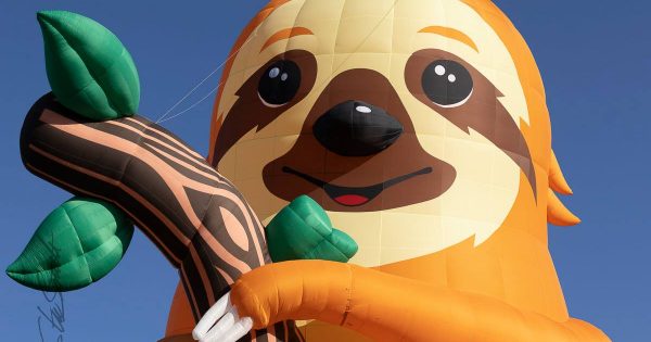 Meet Tico the Sloth, 'hanging' for this year's Balloon Spectacular