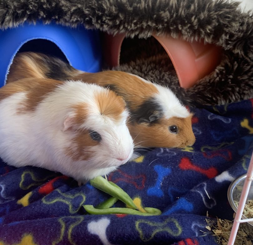 Guinea pigs