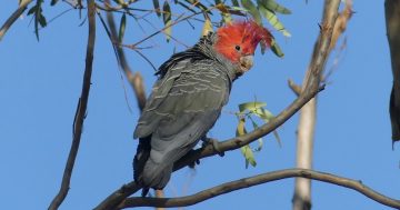 Canberra birdwatchers race against the clock to help save gang-gang cockatoo in annual Twitchathon