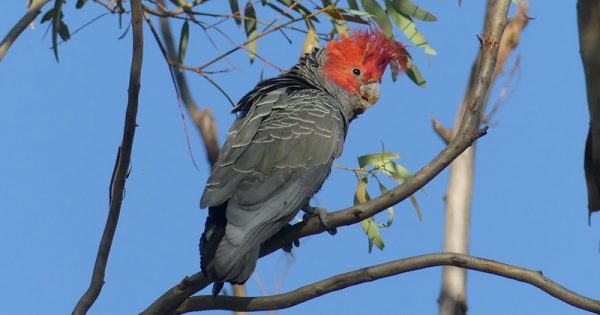 Canberra birdwatchers race against the clock to help save gang-gang cockatoo in annual Twitchathon