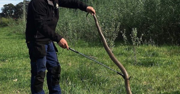 Academic on track for snakes and humans to live together, safely