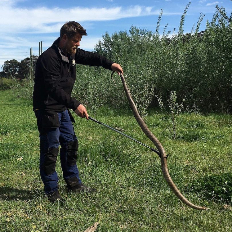 Man with huge brown snake