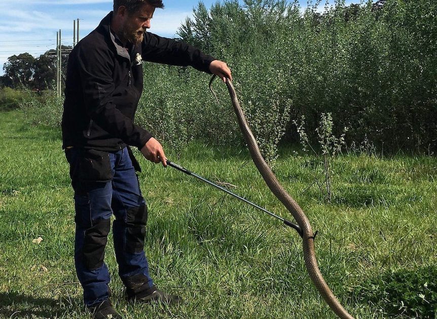 Academic on track for snakes and humans to live together, safely | Riotact