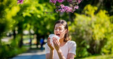 Canberra pollen levels soar three times higher than previous records