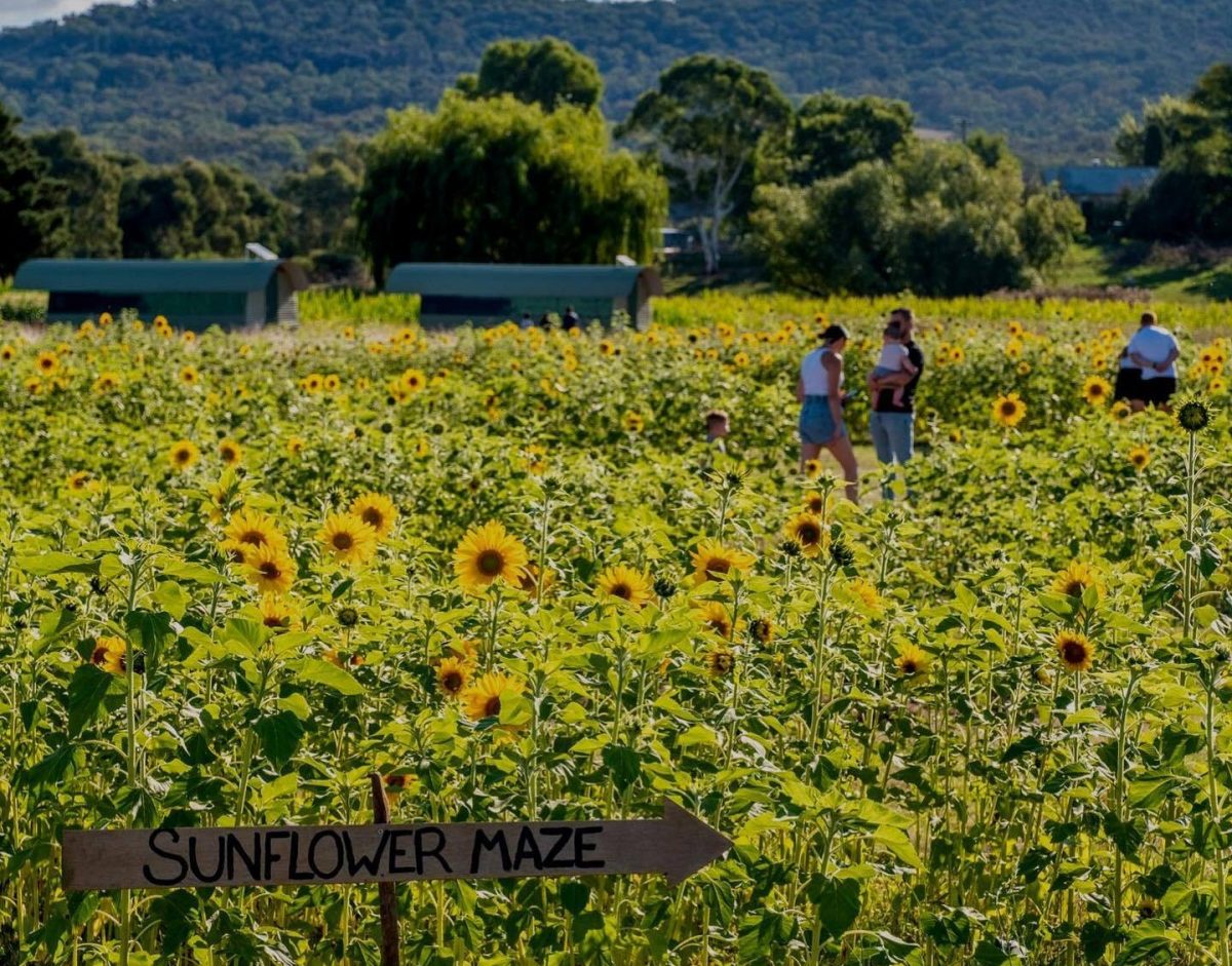 Field of sunflowers