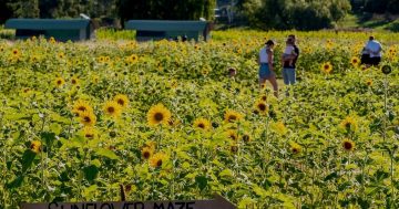 Sunflowers set to brighten Canberrans' day as popular flower maze reopens