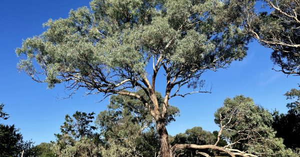 ACT's plan to prevent the loss of mature native trees could have gone further: conservationist