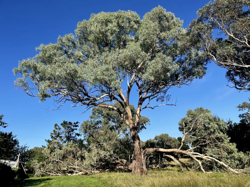 Old tree