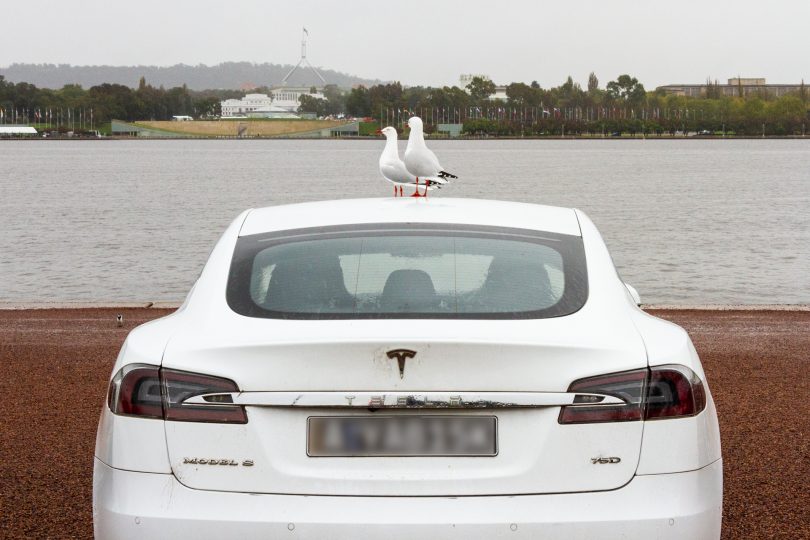 Two seagulls sit on the roof of a car pointing towards Parliament House