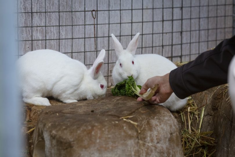 New Zealand town where Easter is all about wiping out bunnies