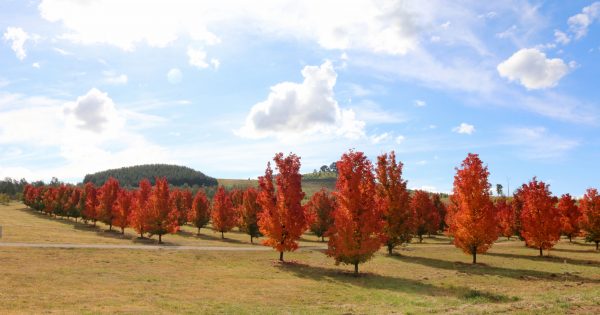 Discover Canberra's 'patchwork quilt of colour' this autumn