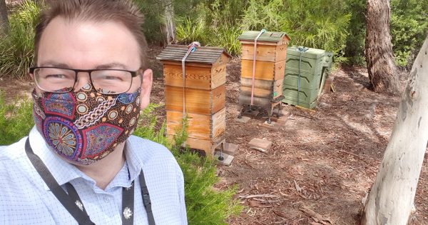 Sweet move: why Canberra's bees are driven north for the winter