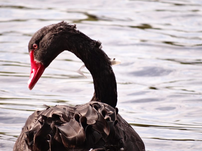 Swan with hook around its neck