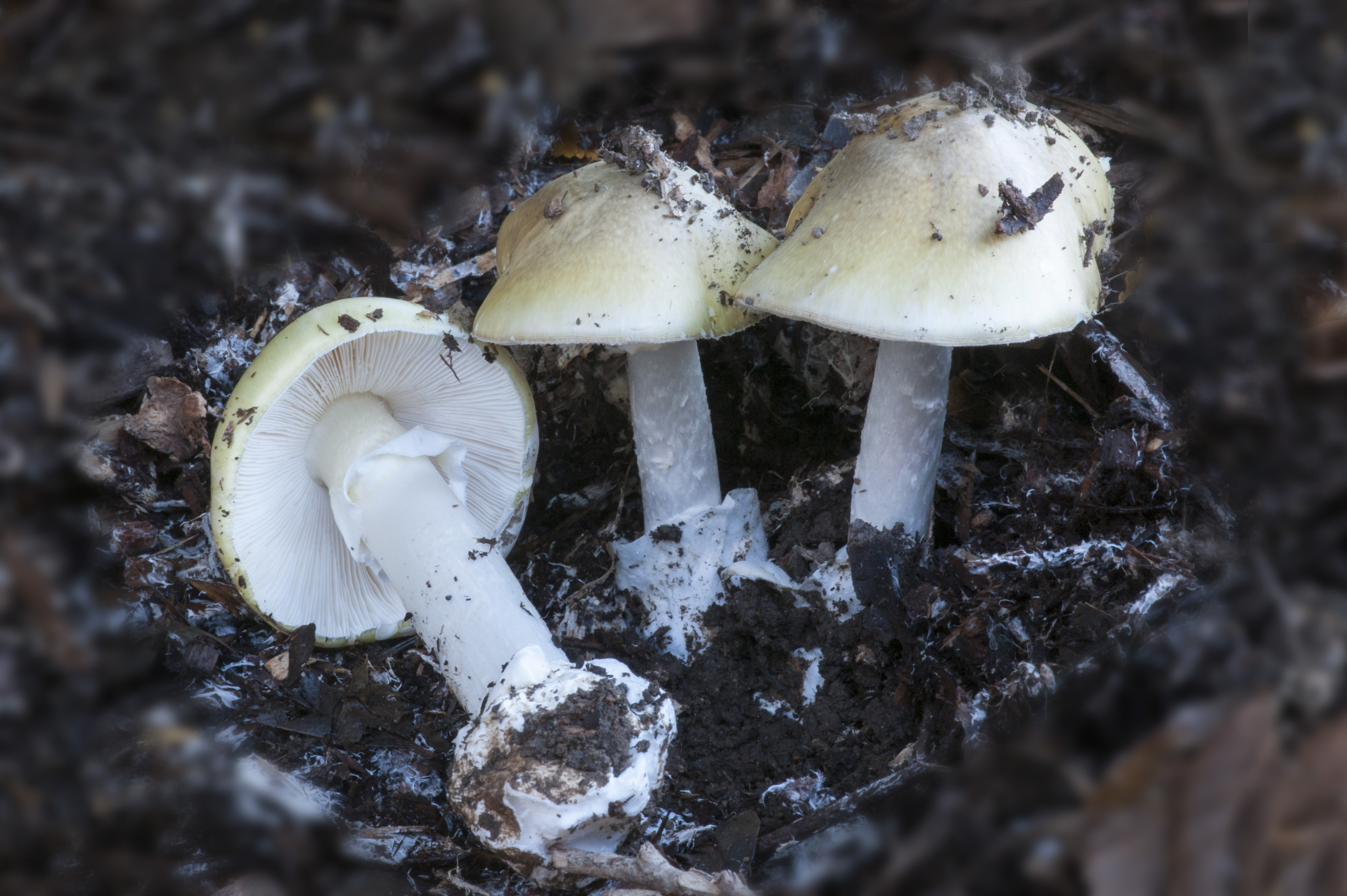 Canberra's fungi mushrooming after sopping wet weather