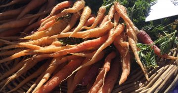 Notes from the Kitchen Garden: cultivating crunchy carrots and perfect parsnips