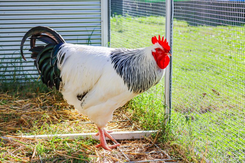 White rooster