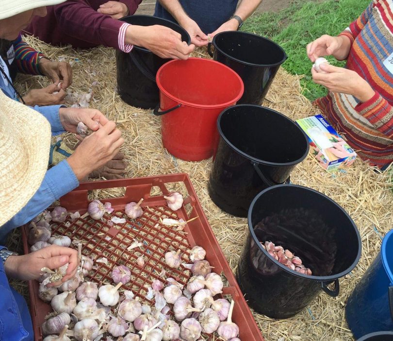 garlic cloves and pots