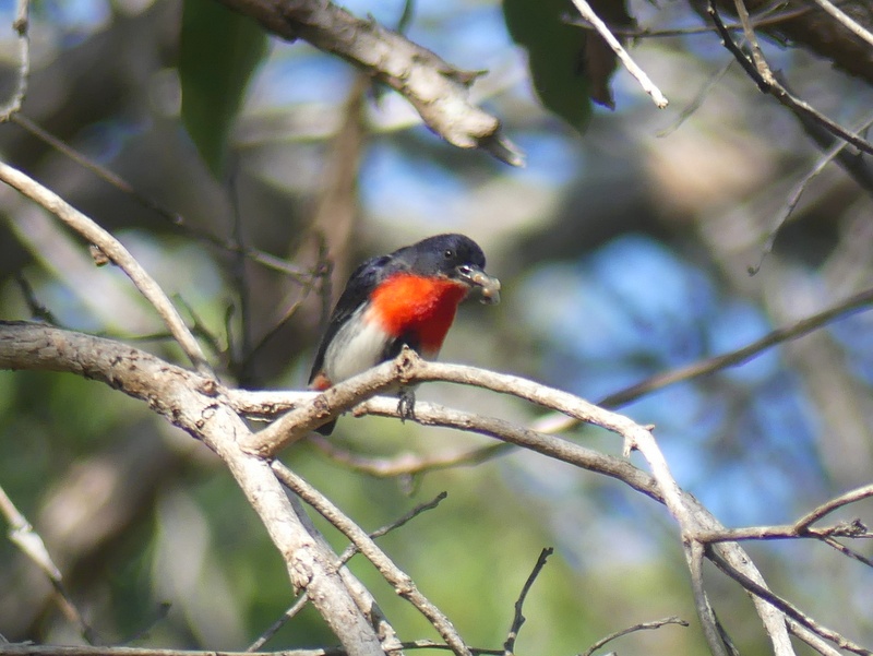 red breasted bird with berries