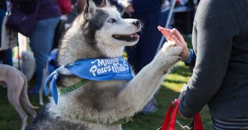 Canberra canines celebrate return of Million Paws Walk