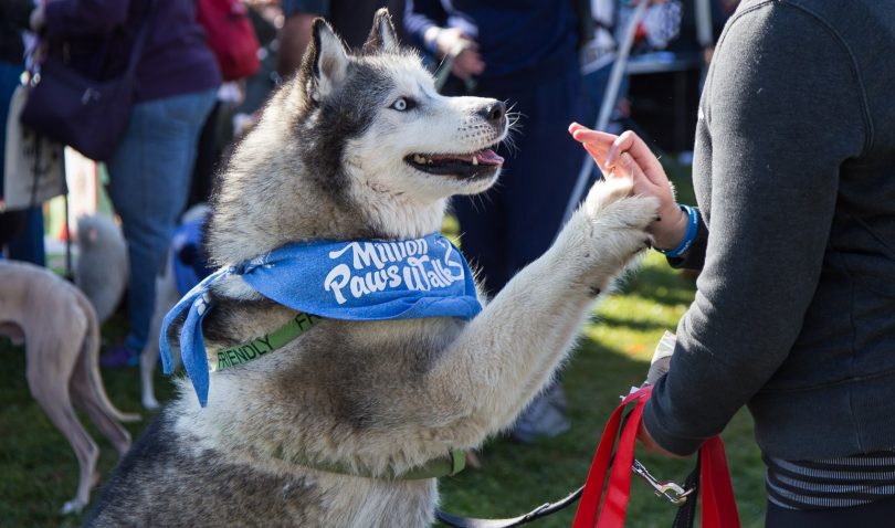 Million Paws Walk