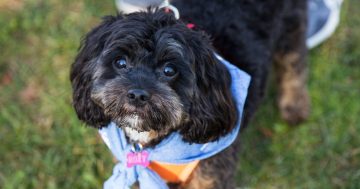 Canberrans and their canine companions invited to join RSPCA ACT's Million Paws Walk