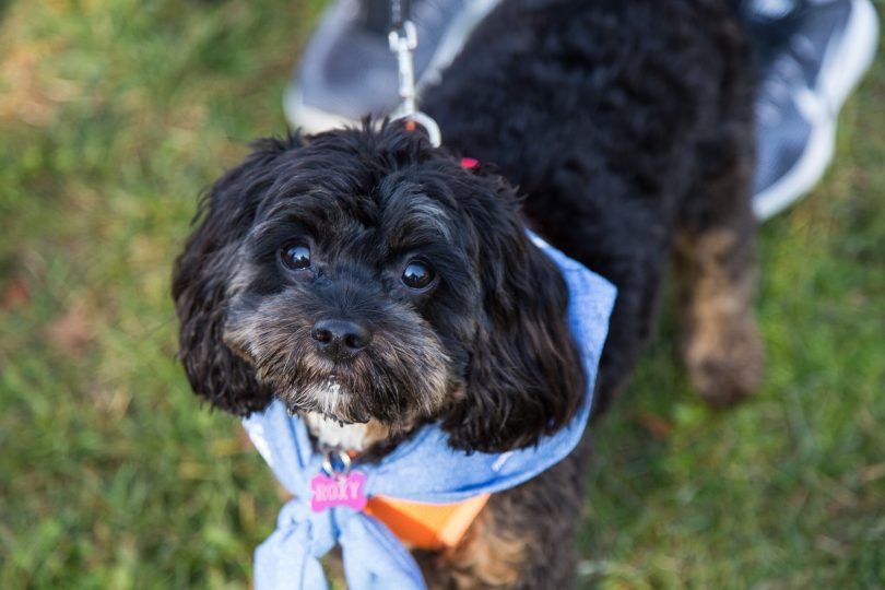 cavoodle at 2022 million paws walk